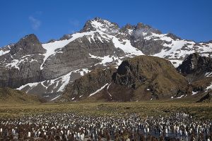 Gold Harbour, South Georgia Island 260.jpg